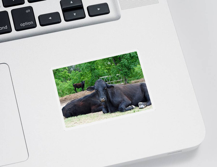 Cow Sticker featuring the photograph Bull Relaxing by Nathan Little