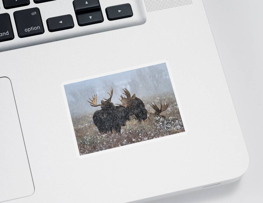 Moose Sticker featuring the photograph Bulls In The Snow by Adam Jewell