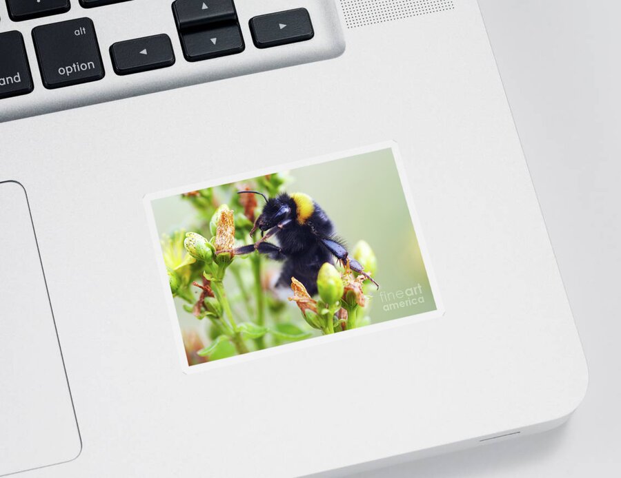 Insect Sticker featuring the photograph Bumble bee on flower by Michal Boubin