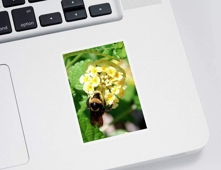 Bee Sticker featuring the photograph Bumble Bee on Yellow Flowers by George Jones