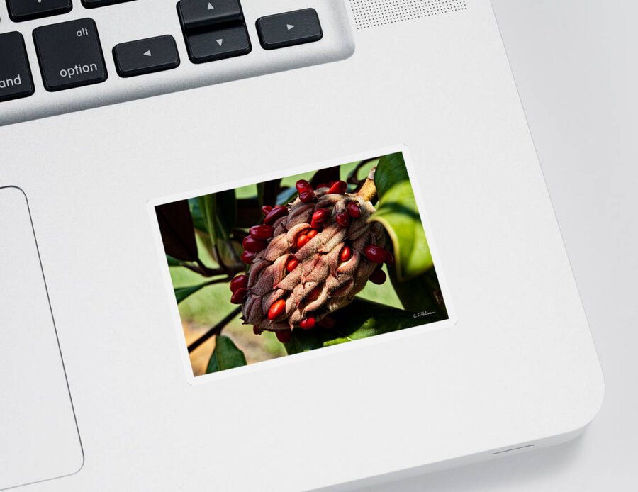 Seed Sticker featuring the photograph Bursting Forth by Christopher Holmes