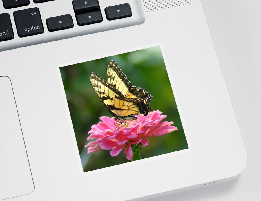 Butterfly Sticker featuring the photograph Butterfly by Bill Cannon
