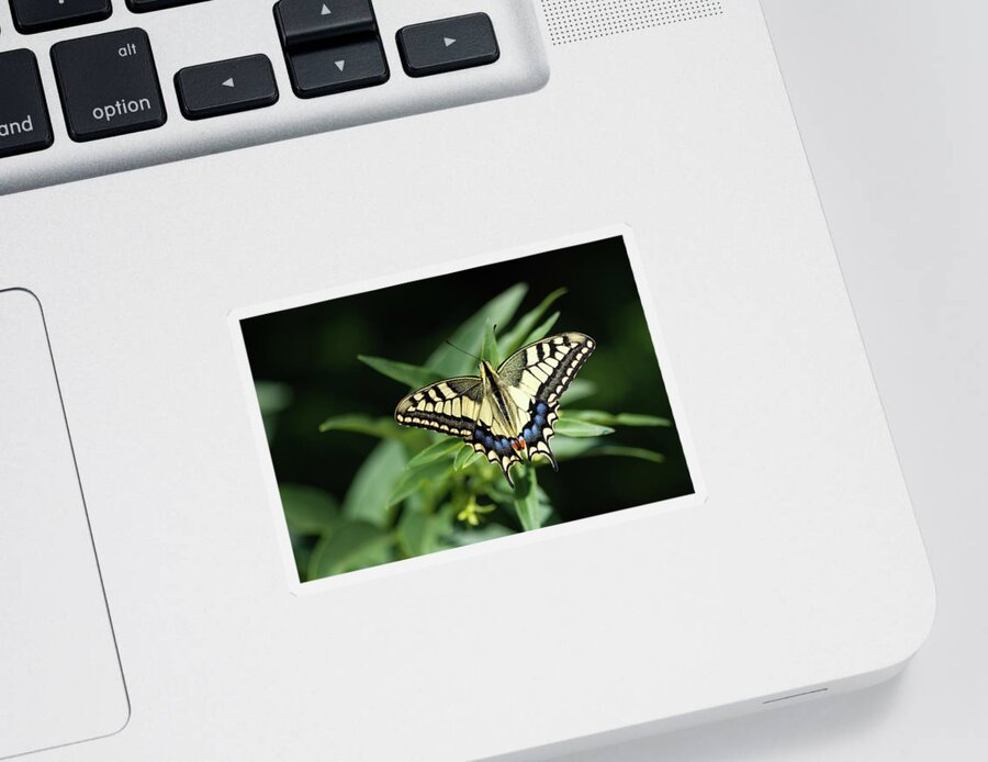 Animal Sticker featuring the photograph Butterfly II by Paulo Goncalves
