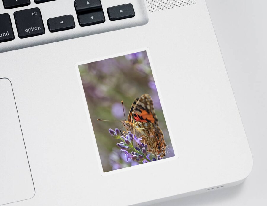 Flower Sticker featuring the photograph Butterfly in close up by Patricia Hofmeester