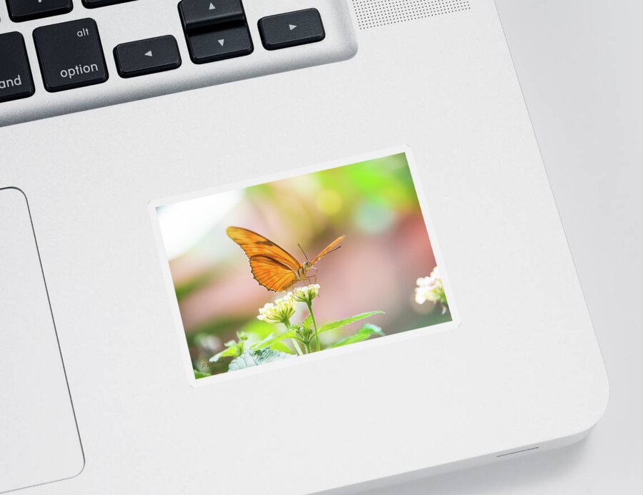 Butterfly Sticker featuring the photograph Butterfly - Julie Heliconian by Pamela Williams