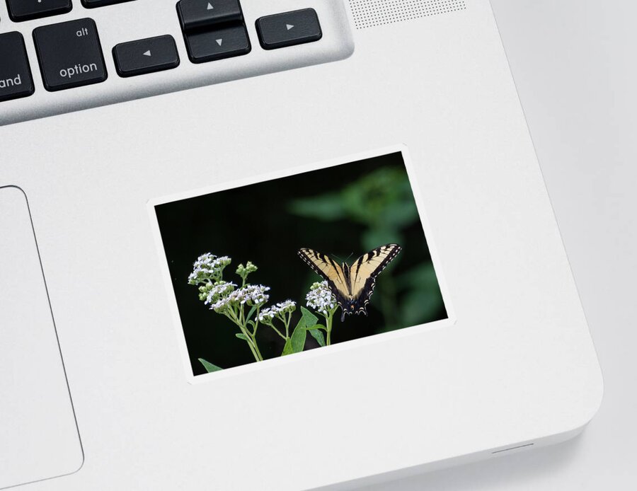 Wildlife Sticker featuring the photograph Butterfly Landing by John Benedict