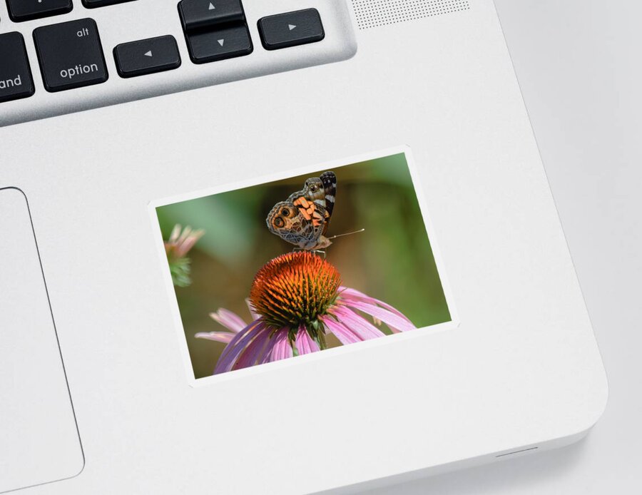 Butterfly Sticker featuring the photograph Butterfly on Coneflower 2 by Mary Ann Artz
