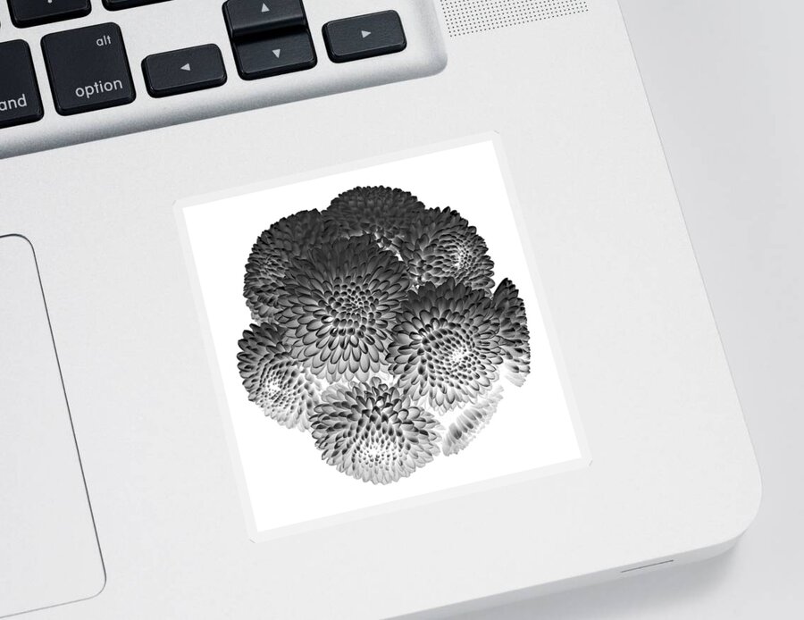 Decorative Sticker featuring the photograph Buttons Chrysanthemums Black and White by Lily Malor