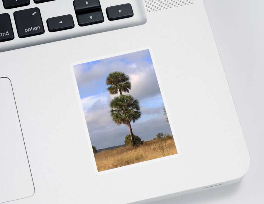 Nature Sticker featuring the photograph Cabbage Palms by Peggy Urban