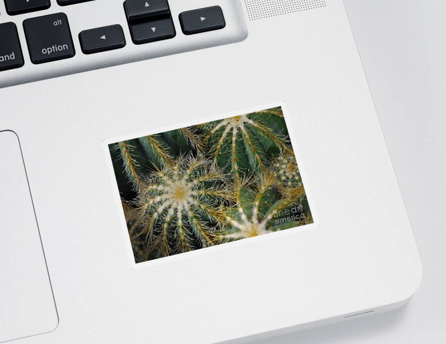 Cactus Sticker featuring the photograph Cacti  Water Drops by Elaine Manley