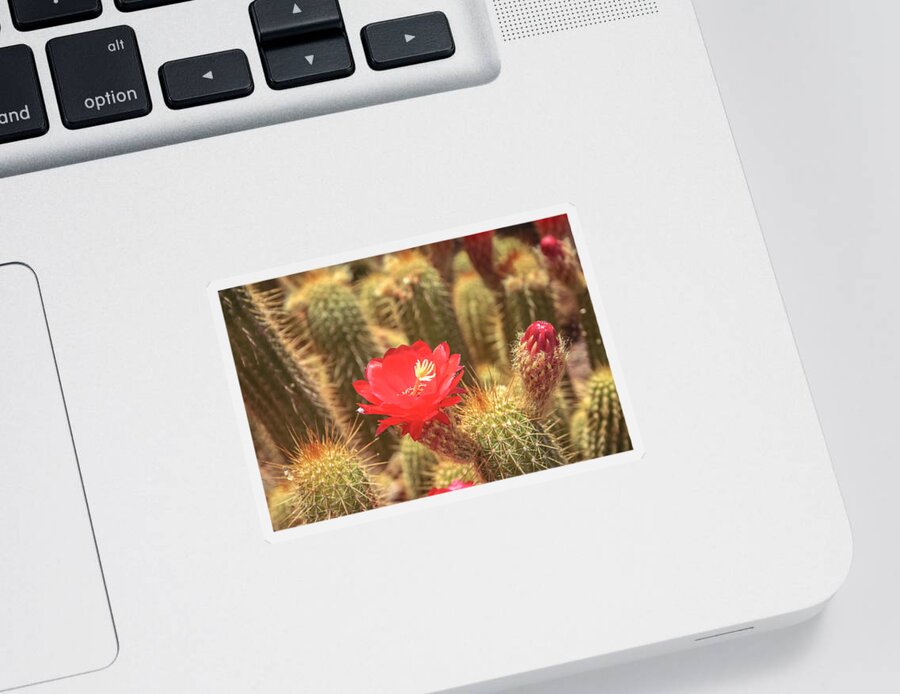 Cactus Sticker featuring the photograph Cactus bloom by Darrell Foster