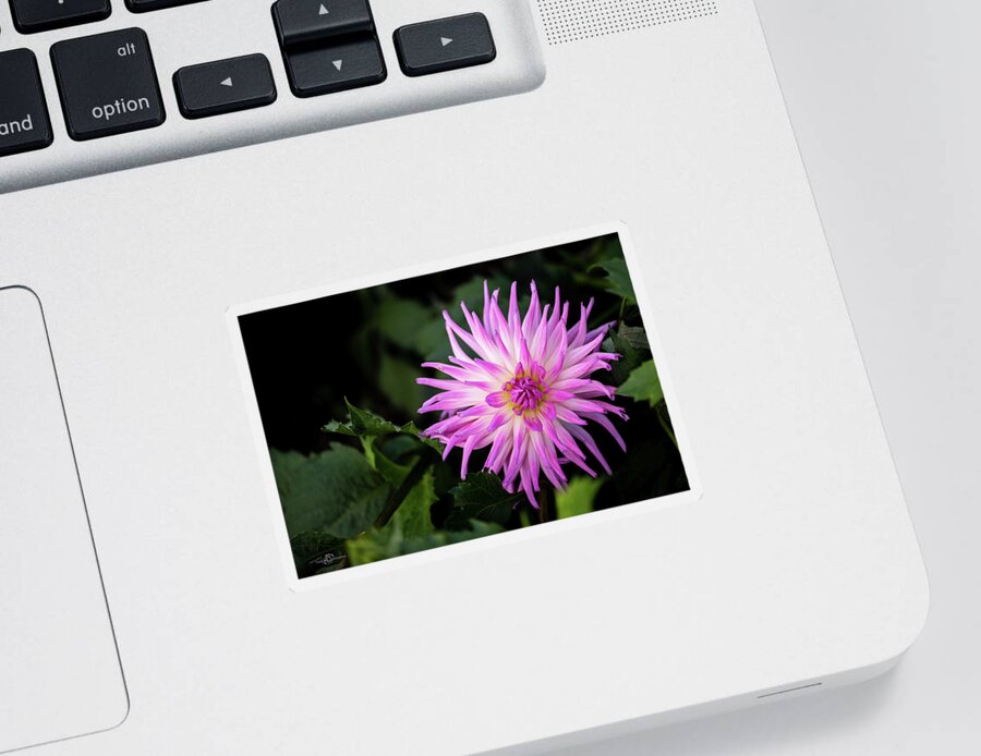 Cactus Dahlia ’violetta’ Sticker featuring the photograph Cactus Dahlias named Violetta by Torbjorn Swenelius