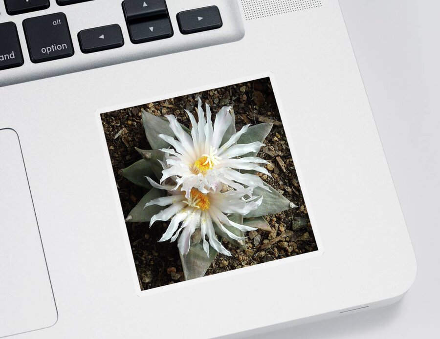 Cactus Sticker featuring the photograph Cactus Flower 7 by Selena Boron