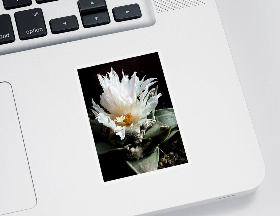 Cactus Sticker featuring the photograph Cactus Flower 8 by Selena Boron
