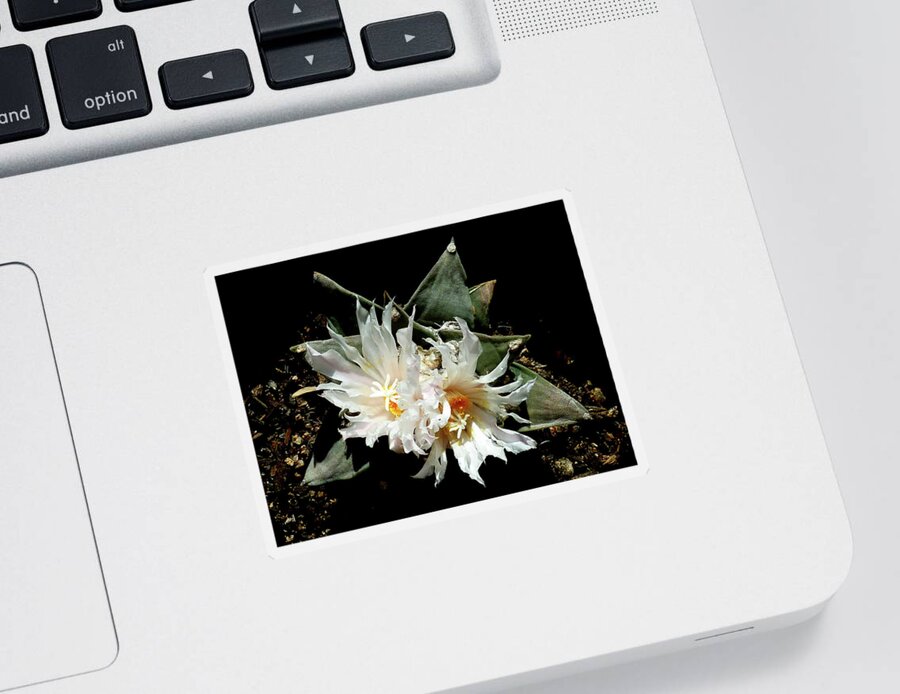 Cactus Sticker featuring the photograph Cactus Flower 9 2 by Selena Boron