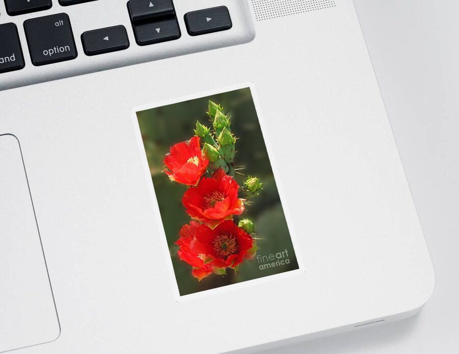 Prickly Pear Sticker featuring the photograph Cactus Red Beauty by Marilyn Smith