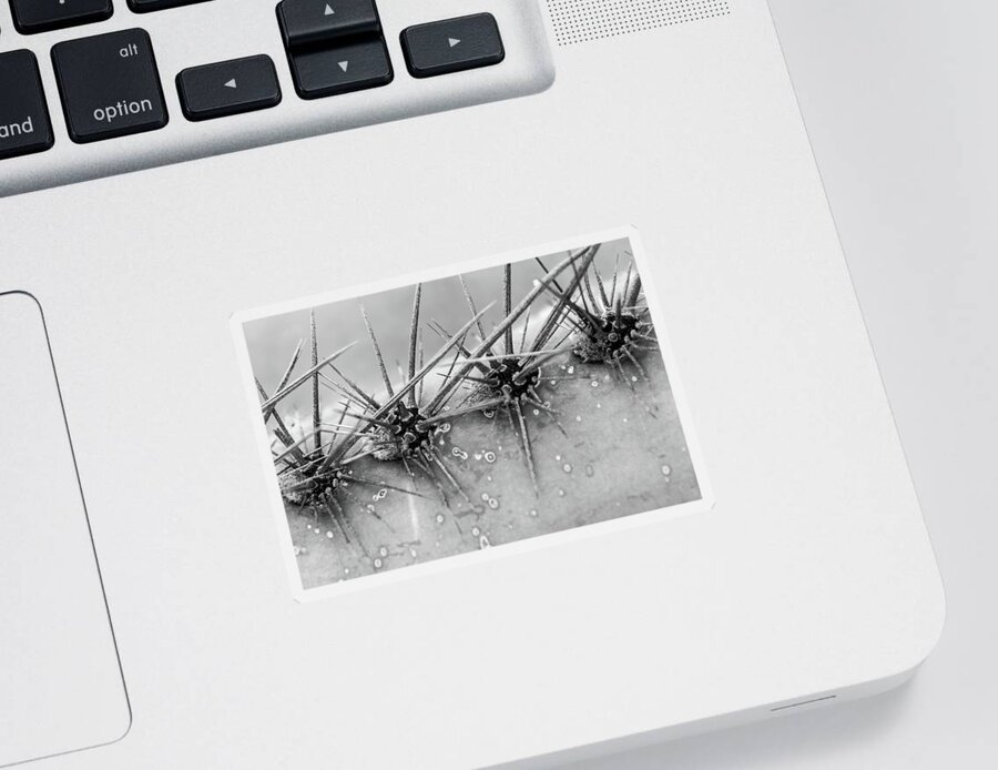 Abstract Sticker featuring the photograph Cactus Spikes by SR Green