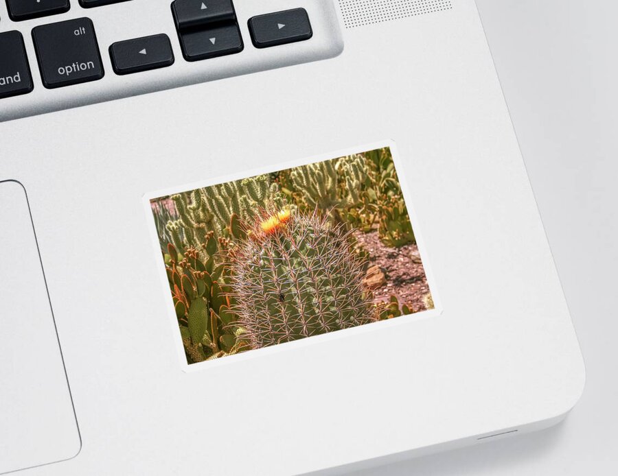 Cactus Sticker featuring the photograph Cactus yellowtop by Darrell Foster