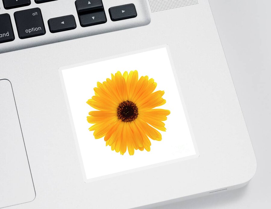 Calendula Sticker featuring the photograph Calendula flower by Elena Elisseeva