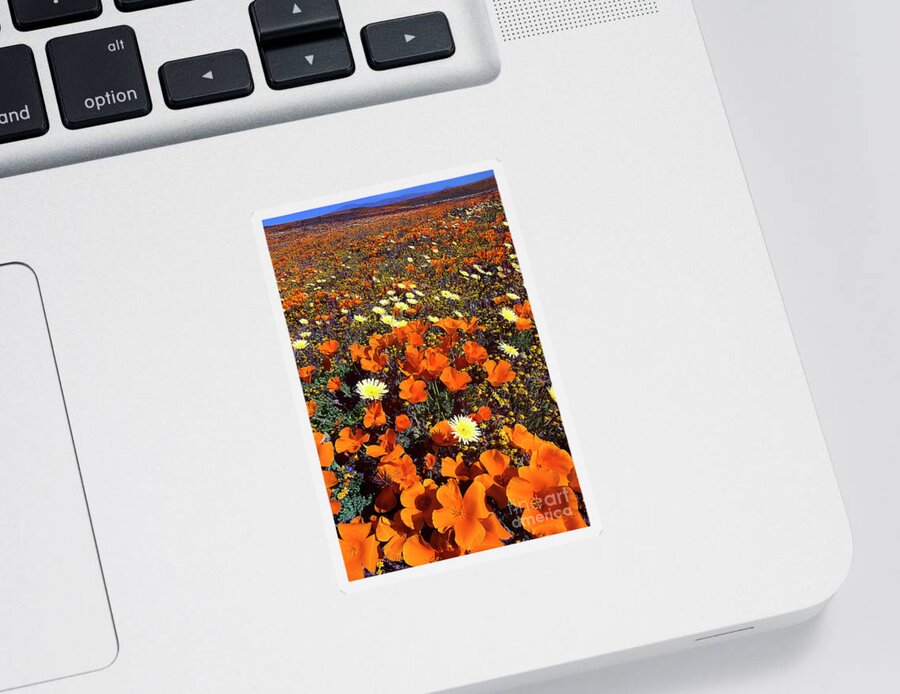 Dave Welling Sticker featuring the photograph California Poppies Desert Dandelion Lancaster California by Dave Welling