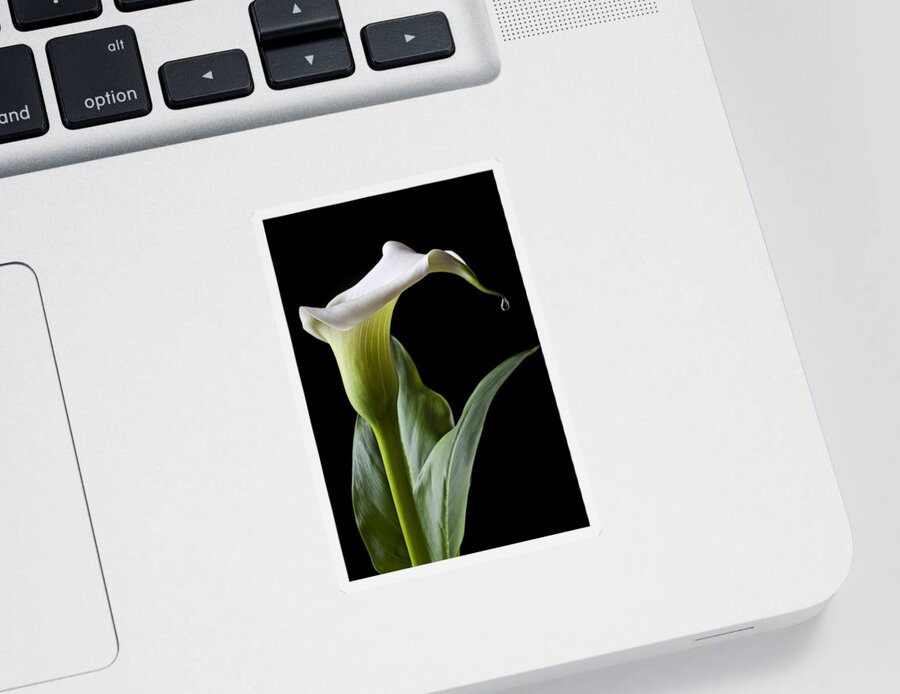 Calla Lily Sticker featuring the photograph Calla lily with drip by Garry Gay