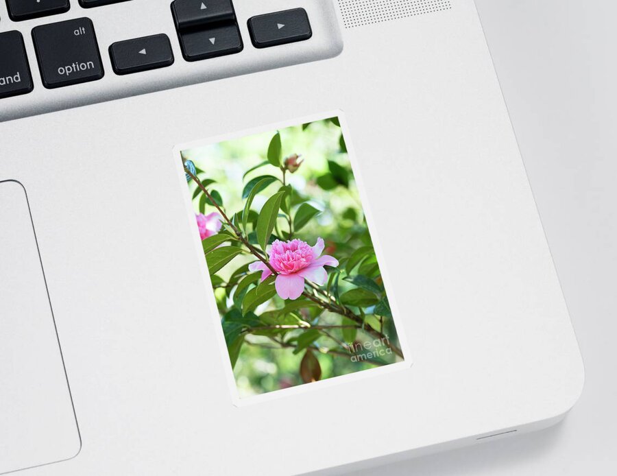 Camellia X Williamsii Ballet Queen Sticker featuring the photograph Camellia Ballet Queen by Tim Gainey