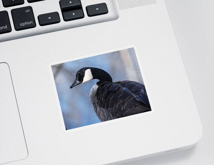 Heron Heaven Sticker featuring the photograph Canada Goose Preening 3 by Ed Peterson