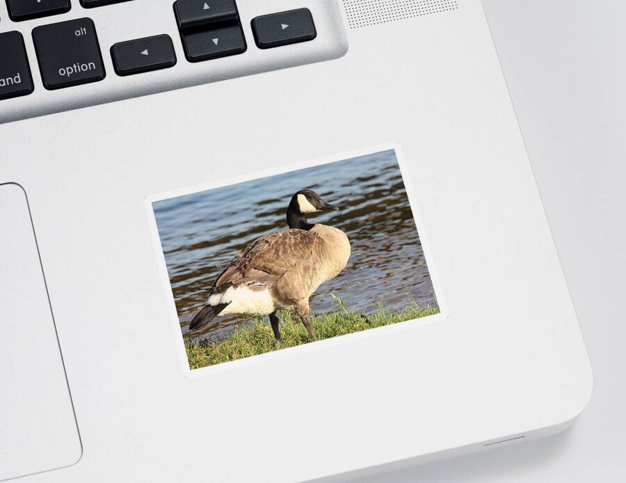 Nature Sticker featuring the photograph Canada Goose Standing at Waters Edge by Sheila Brown