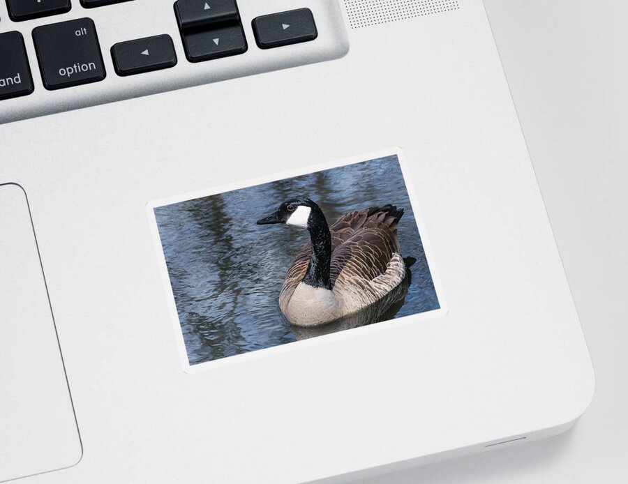 Heron Heaven Sticker featuring the photograph Canada Goose Swiming by Ed Peterson