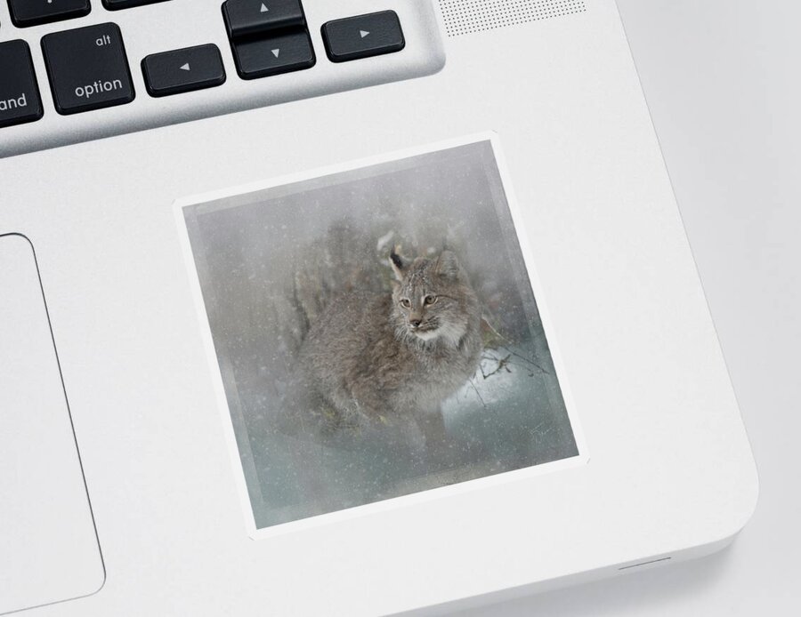 Animal Sticker featuring the photograph Canada Lynx Painted by Teresa Wilson