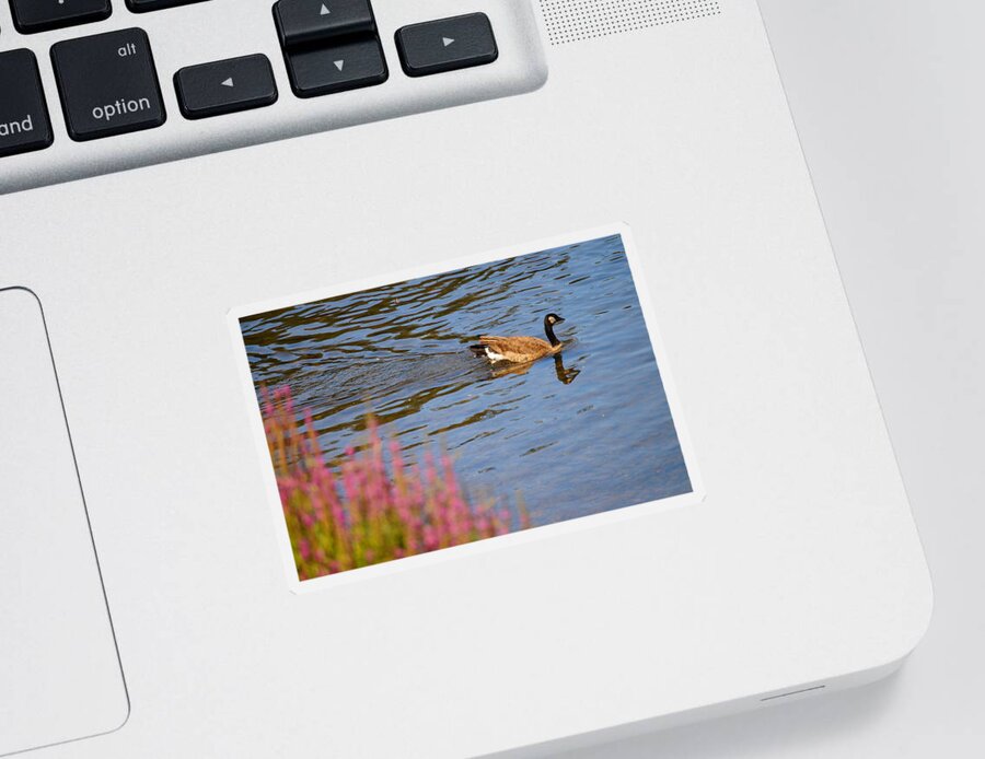 Bird Sticker featuring the photograph Canadian Goose II by Beth Collins
