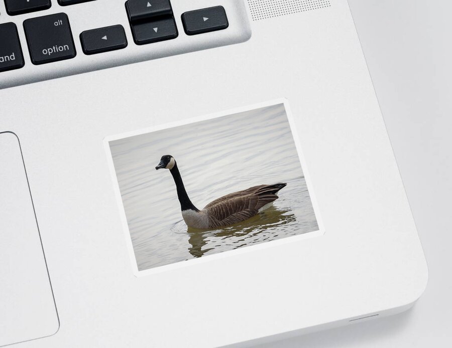 Goose Sticker featuring the photograph Canadian Goose by Holden The Moment