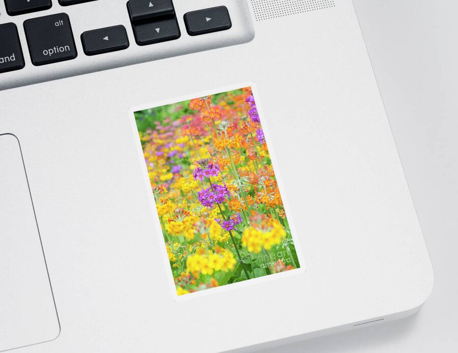 Primula Hybrids Harlow Carr Sticker featuring the photograph Candelabra Primula Flowers by Tim Gainey
