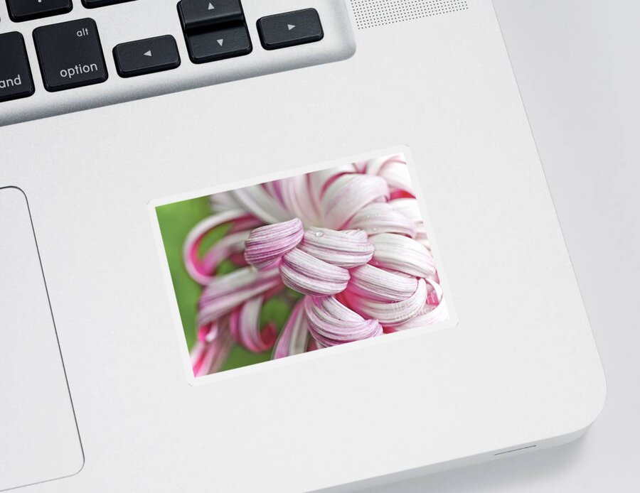 Flower Sticker featuring the photograph Candy Cane Petals by Elaine Manley