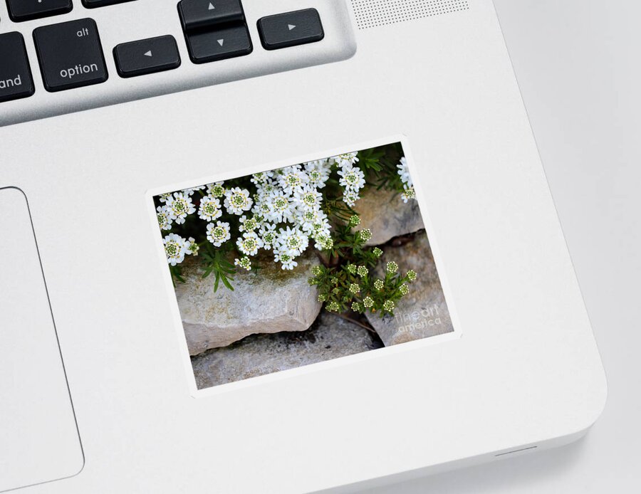 Flower Sticker featuring the photograph Candytuft on the Rocks by Karen Adams
