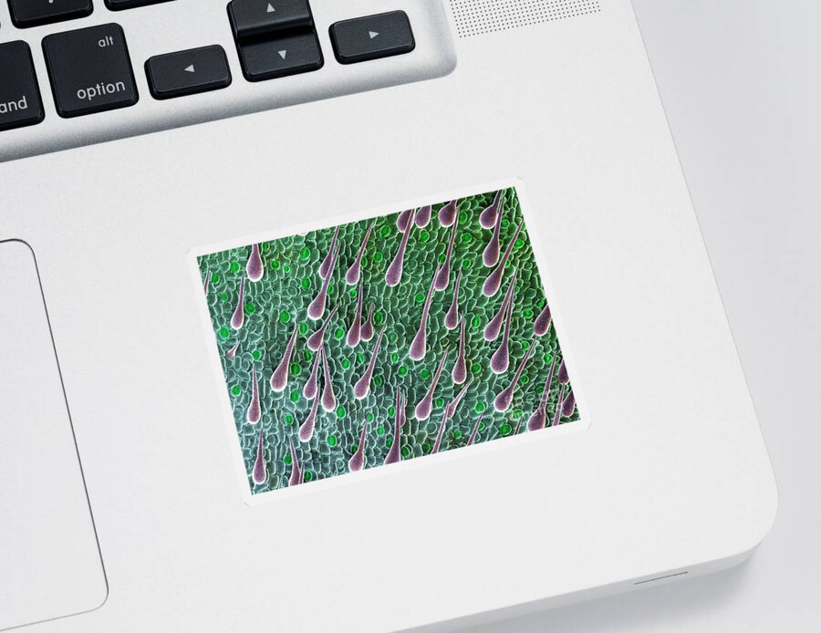 Anatomy Sticker featuring the photograph Cannabis Seedling Leaf, SEM by Ted Kinsman