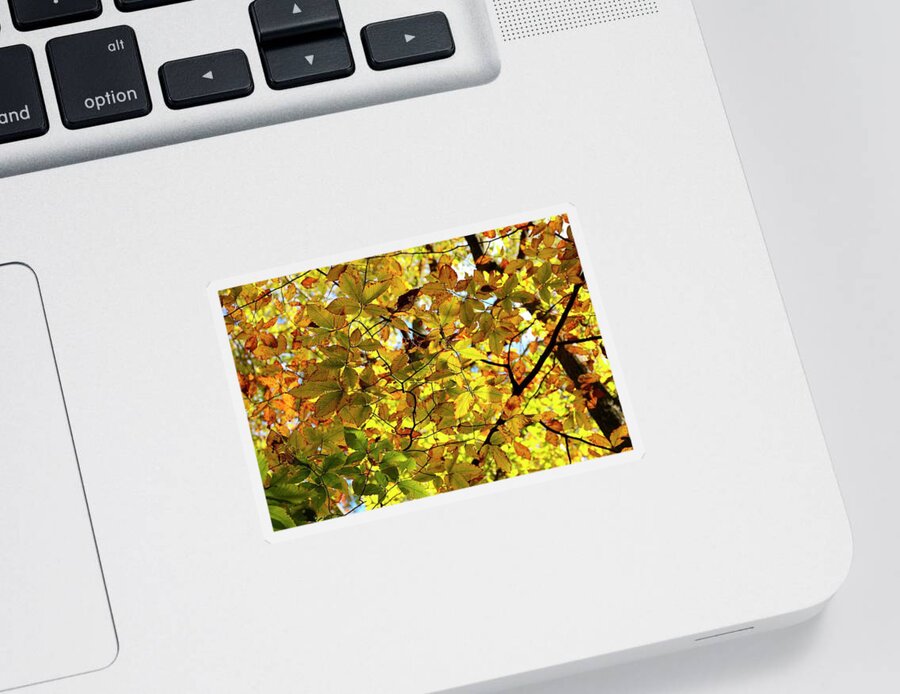 Autumn Sticker featuring the photograph Canopy of Autumn Leaves by Angie Tirado
