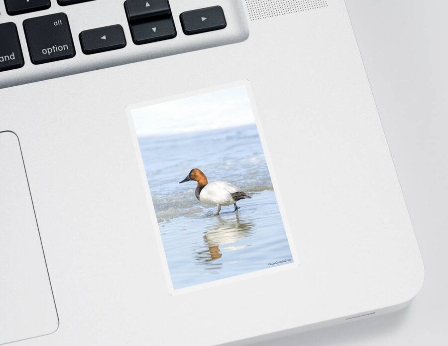 Canvasback Sticker featuring the photograph Canvasback Duck Left by LeeAnn McLaneGoetz McLaneGoetzStudioLLCcom