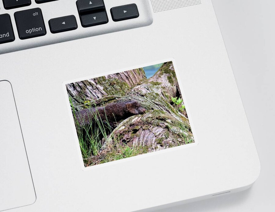 Wildlife Sticker featuring the photograph Cape Vincent Mink by Dennis McCarthy