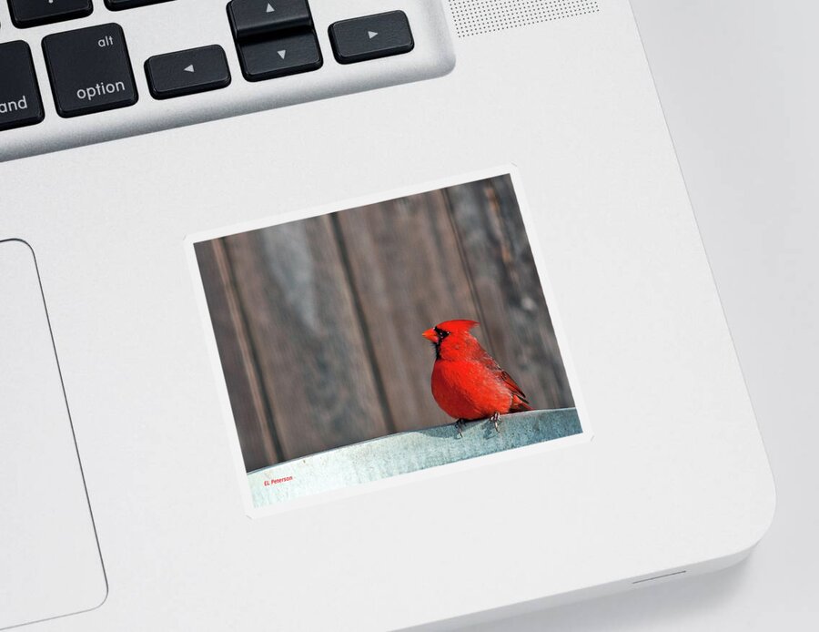 Northern Cardinal Sticker featuring the photograph Cardinal Drinking by Ed Peterson