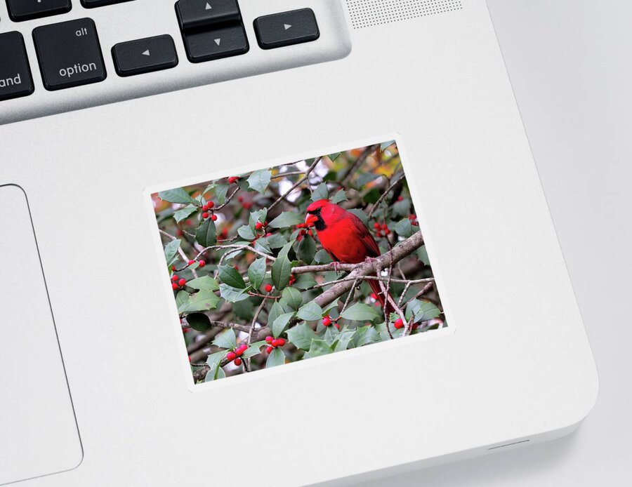 Male Cardinal Sticker featuring the photograph Cardinal in Holly Tree by Linda Stern