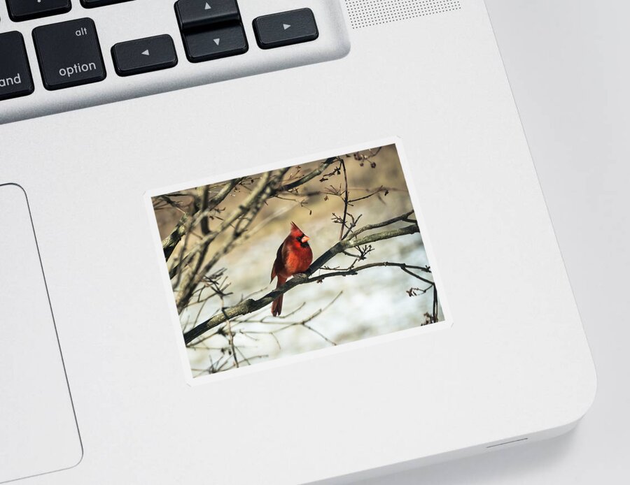 Jan Holden Sticker featuring the photograph Cardinal  by Holden The Moment
