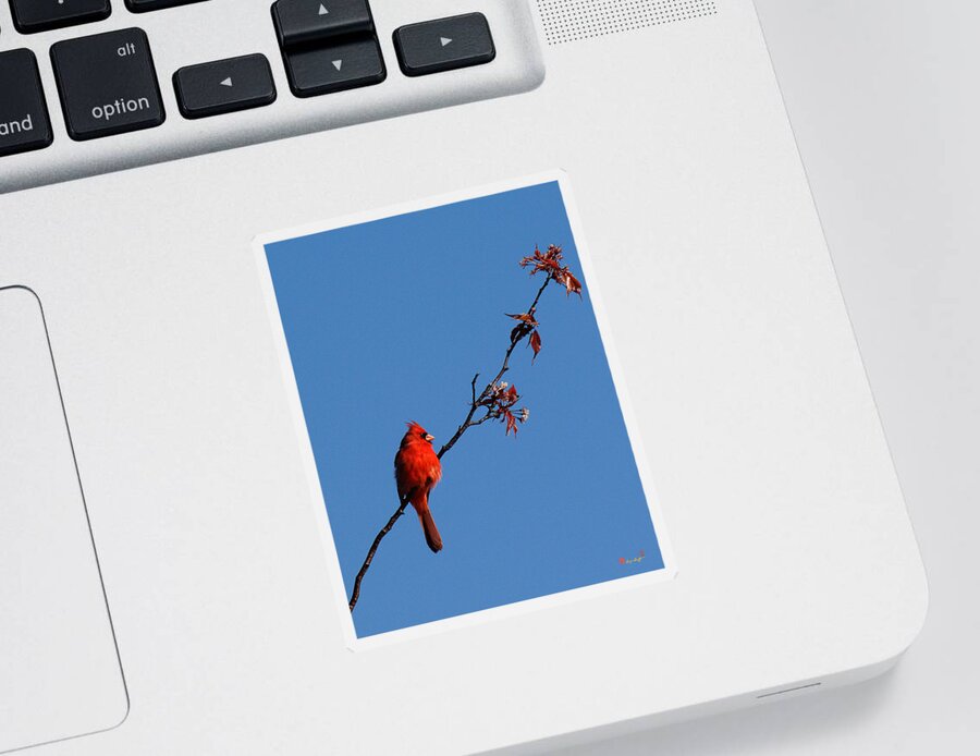 Marsh Sticker featuring the photograph Cardinal on a Cherry Branch DSB033 by Gerry Gantt