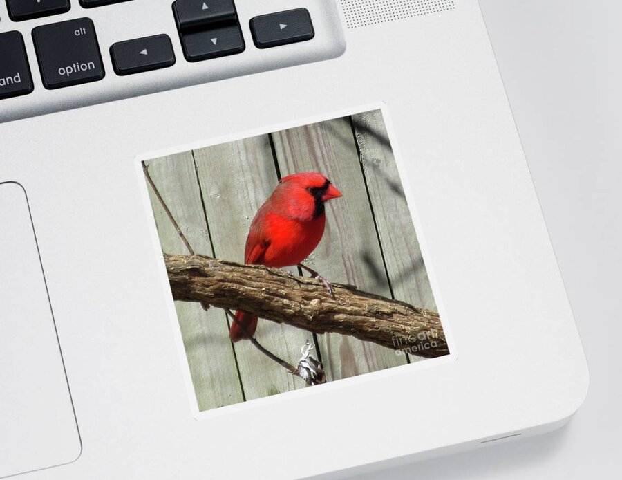 Cardinal Sticker featuring the photograph Cardinal Waiting for Spring by CAC Graphics