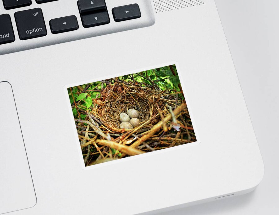 Brown Thrasher Nest And Eggs Sticker featuring the photograph Brown Thrasher Nest And Eggs by Bellesouth Studio