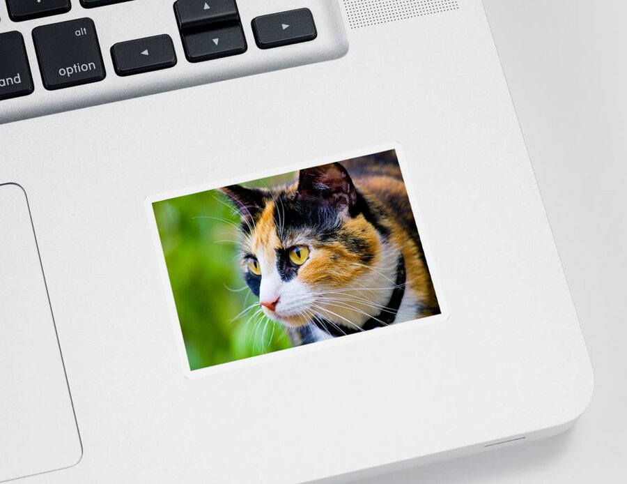 Cat Sticker featuring the photograph Cat Looking Away by Jonny D