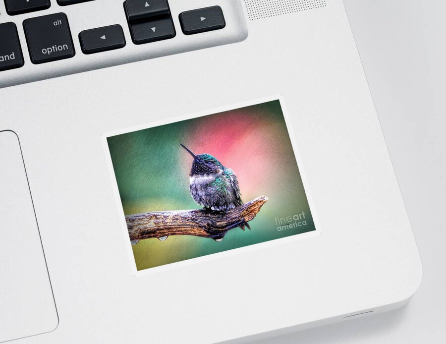 Hummingbird Sticker featuring the photograph Catnapping In The Rain by Tina LeCour