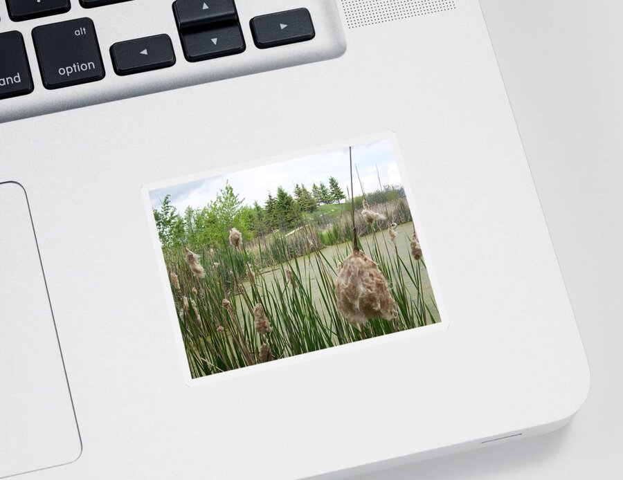 Wetlands Sticker featuring the photograph Cattails by Mary Mikawoz