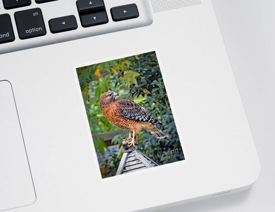 Bird Sticker featuring the photograph Caught in the Talons by Sue Melvin