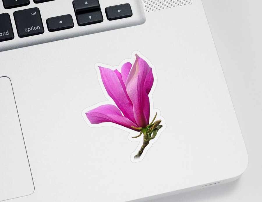 Pink Flowers Sticker featuring the photograph Cerise Pink Magnolia Flower by Gill Billington